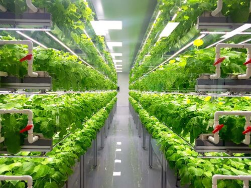 Vertical Farming Industry